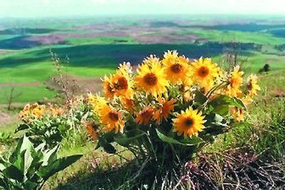 
Arrowleaf balsamroot blooms in May along Kamiak Butte trails above Palouse croplands.
 (File / The Spokesman-Review)