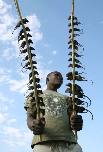 ORG XMIT: NY372 In this June 16, 2009 photo, Joseph Mitengo, from Ntcheu District, Malawi, holds long sticks strung with mice while selling them alongside a road in Lilongwe, Malawi. Cooked, salted or dried, field mice are strung on sticks and sold as a popular delicacy in Malawi in markets or at roadside stalls. The rodents are hunted in corn fields after the harvest when they have grown plump on a diet of grains, fruits, grass and insects. Malawi, with a population of 12 million, is among the poorest countries in the world, with rampant disease and hunger, aggravated by periodic droughts and crop failures. (AP Photo/Tsvangirayi Mukwazhi) (Tsvangirayi Mukwazhi / The Spokesman-Review)