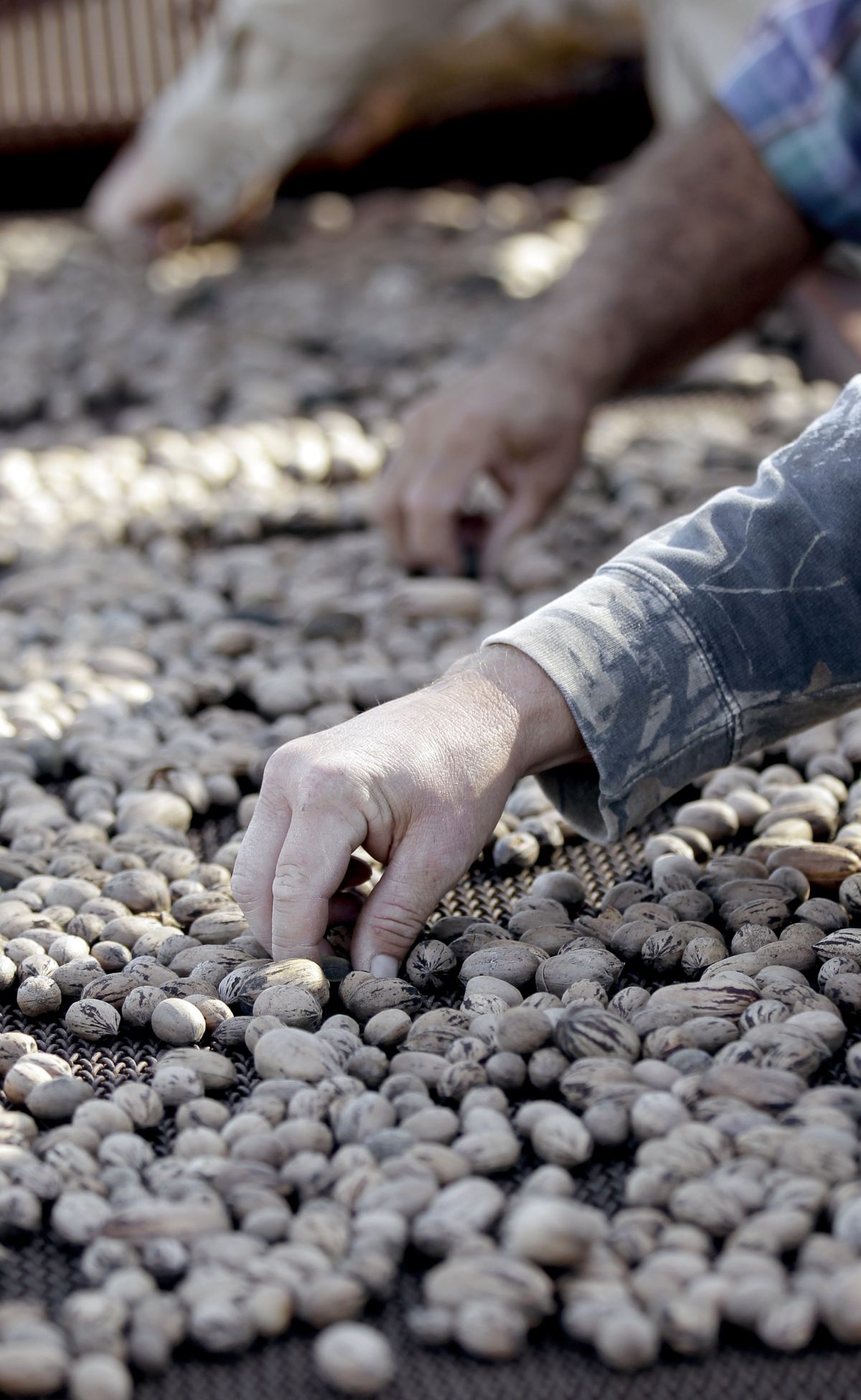 Workers pull bad pecans  from a harvested batch in Ellinger, Texas.  (Associated Press)