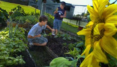 Monte Cesal, left, and Tanner Jackson work at the Garry School garden Tuesday afternoon. Vandals ripped up more than 120 plants recently. The two boys have joined gardener Kathy Dellwo in trying to rebuild the garden.
(Christopher Anderson/ / The Spokesman-Review)