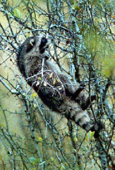 
A raccoon dines on hawthorn berries near Fernan Lake. Residents with raccoon problems are on their own. Fish and Game won't take care of problem raccoons. 
 (File/ / The Spokesman-Review)