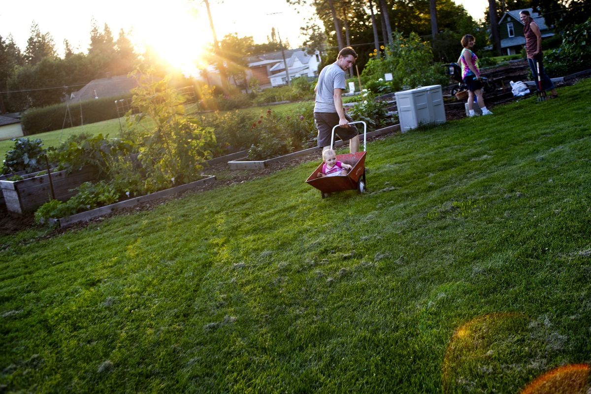 Sam Lux wheels his daughter, Luna, 1, in a wheelbarrow last week at Grant Park Community Garden in Spokane. (Tyler Tjomsland)