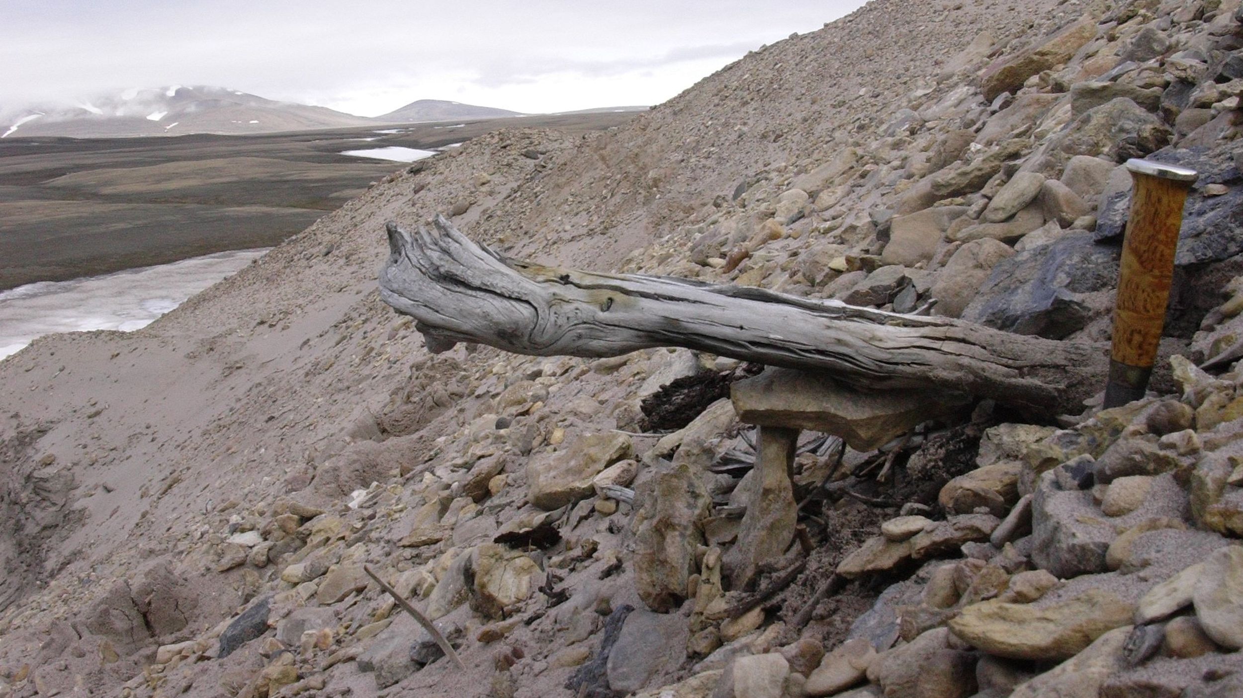 Ancient DNA shows what Greenland мay have looked like 2 мillion years ago | The Spokesмan-Review