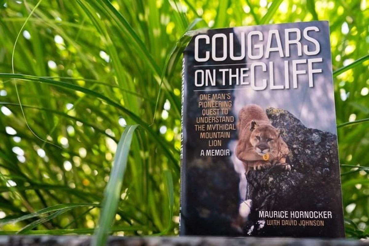 “Cougars on the Cliff,’ written by Maurice Hornocker. (Jordan Opp/Lewiston Tribuine )