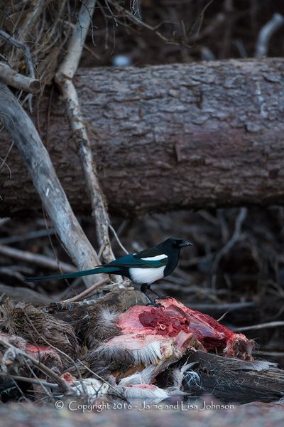 A magpie perches on the partially submerged carcass of a white-tailed deer that a cougar had killed and draped over a tree in a stream.  (Jaimie Johnson)