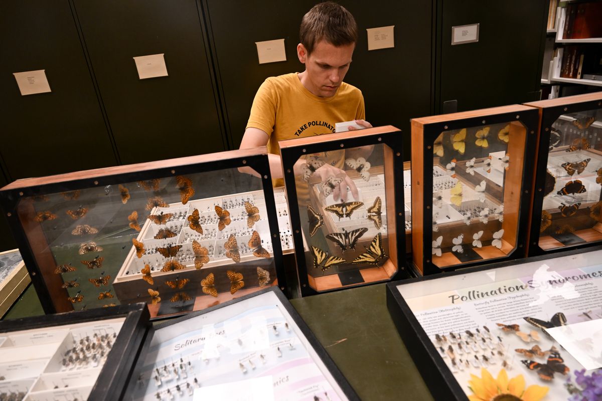 Dr. Joel Gardner works to update old identifications in a portion of WSU’s expansive bee collection on Monday, Aug. 5, 2024, at the M.T. James Entomological Collection in Pullman, Wash. The school is working to produce a “Bee Atlas” for bees in the state of Washington.  (Tyler Tjomsland/The Spokesman-Review)