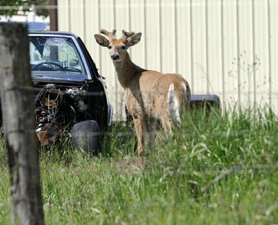 A buck looks over the fence Friday at a half-acre in Dalton Gardens where a community-supported agriculture project is taking shape. The abundance of deer is a hazard of gardening in North Idaho. (Jesse Tinsley/SR file photo)