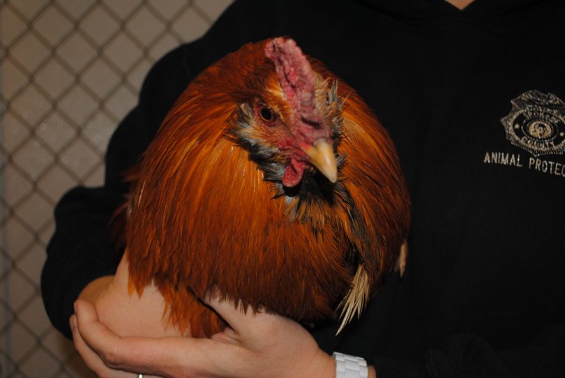 This chicken was caught while trying to cross I-90 near Argonne the morning of Jan. 16, 2103. He is currently being held at the SCRAPS shelter.  (Photo courtesy of SCRAPS)