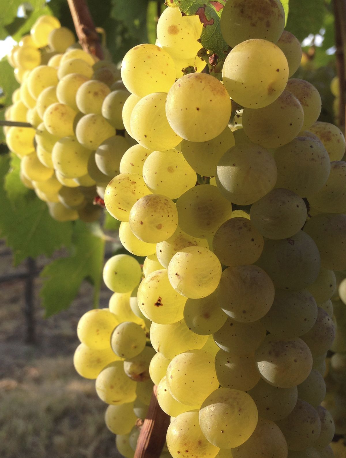 Chardonnay grapes turn golden as they ripen in a Yakima Valley vineyard.