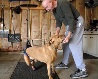 Craig Mosher plays with his dog Loois in his Suncrest garage in March 2007. The dog was paralyzed during back surgery and died last week. (File)