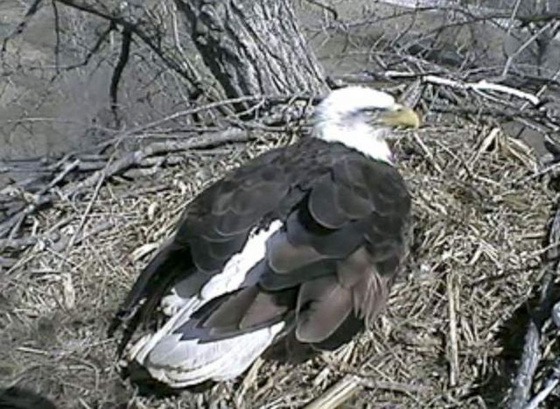 A bald eagle sits on its eggs under the watchful eye of an 