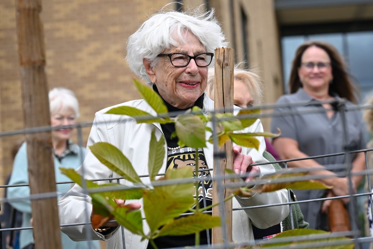 At a Saturday gathering at Peperzak Middle School in Spokane, Holocaust survivor Carla Olman Peperzak smiles as she looks at a recently planted sapling. The sapling came from a tree that once stood outside the Anne Frank House that Anne wrote about in her diary. (Tyler Tjomsland/The Spokesman-Review)