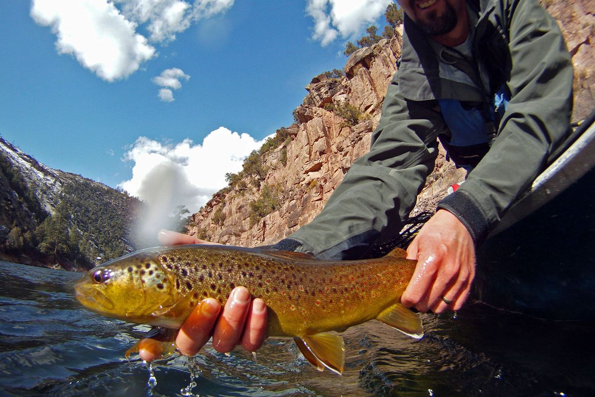 A fly fisherman releases a brown trout while floating and fishing the Green River in Utah in March before the snow has disappeared from the hills above.