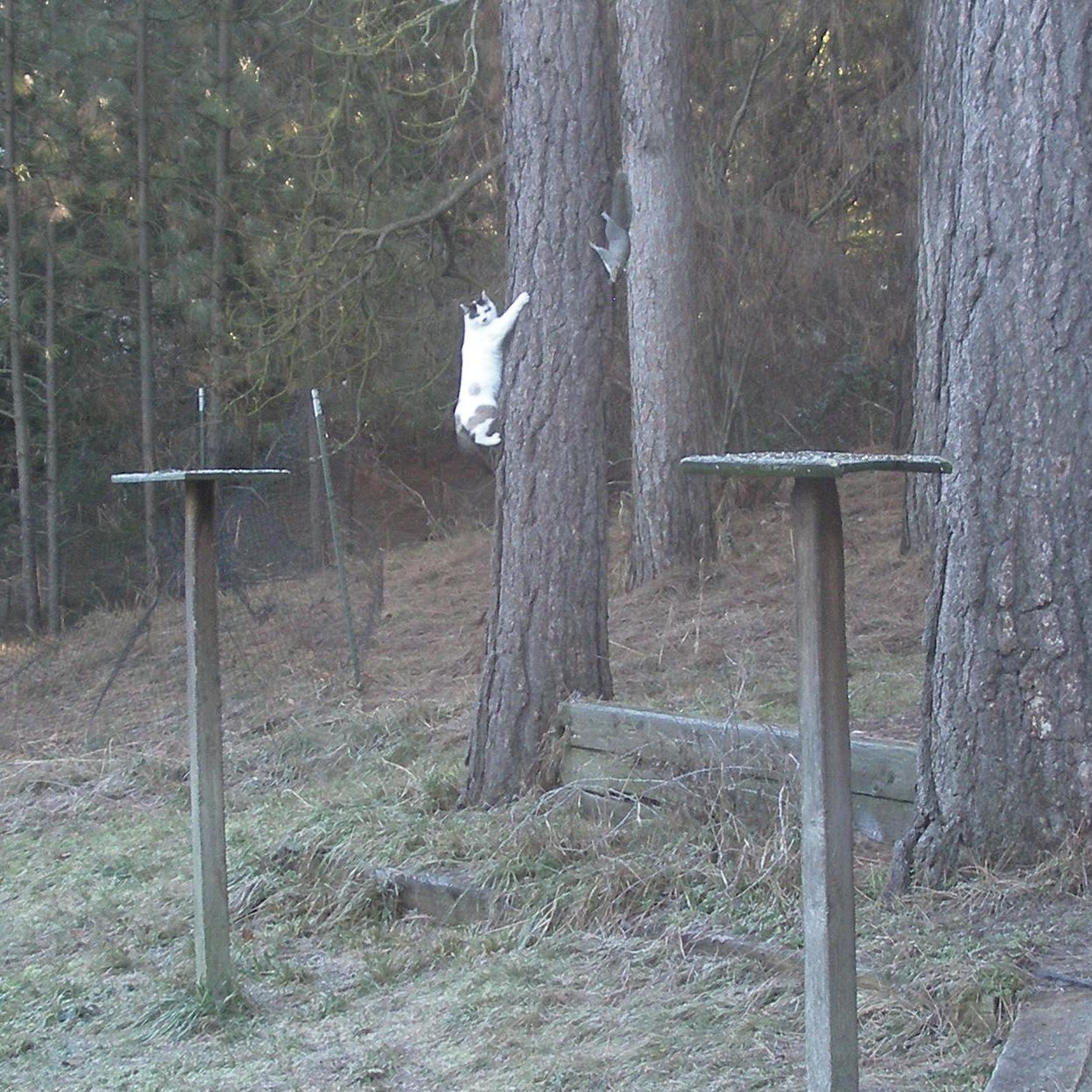 Gardening Remove Incentives For Havoc Wreaking Squirrels The Spokesman Review