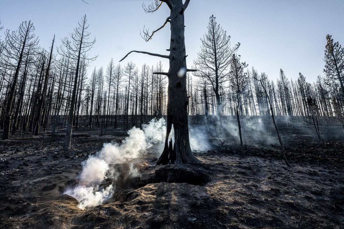 Spot fires smolder near trees damaged by the Bootleg Fire on Wednesday, July 21, 2021 in Bly, Ore.  (Nathan Howard)