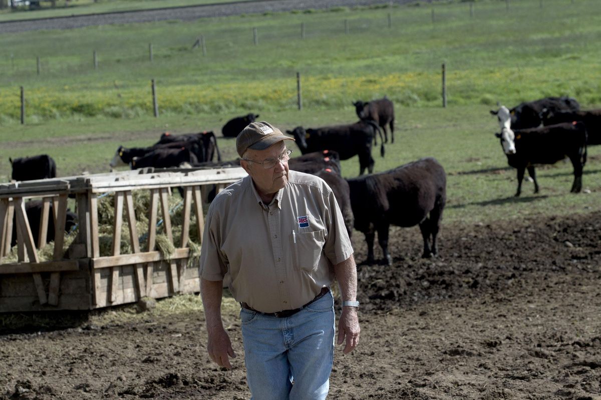 Sid Skrivseth has been artificially inseminating cows since 1968 since he was a young man in Wisconsin. Today Skriveseth lives in Bonners Ferry and is one of the best know AI guys in the area, including eastern Washington. He talked about his business at a ranch in Bonners Ferry on Tuesday, April 26, 2016. (Kathy Plonka / The Spokesman-Review)