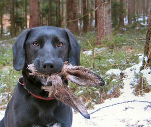 A happy Lab shows off his prize. Bunny or deer, it's all the same to a hunting dog. (Courtesy photo)