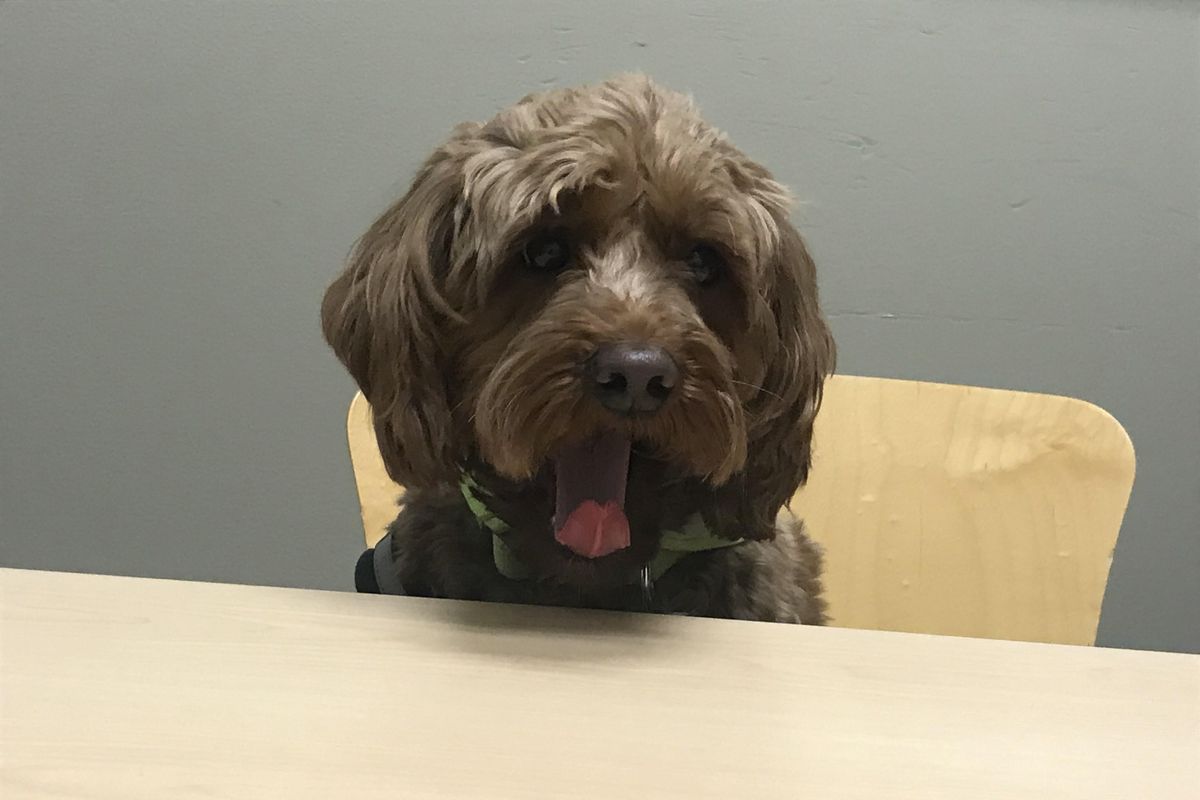 Bella the therapy dog is an Avista Utilities feel-good ambassador for employees and community events. (Nina Culver / The Spokesman-Review)