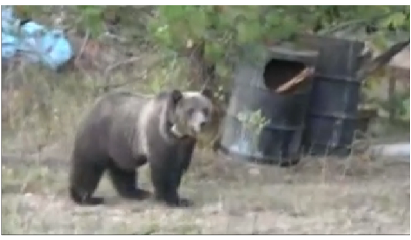 A collared grizzly bear shows up in a rural yard in the Coeur d'Alene River area north of Enaville.