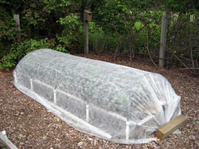 
A floating row cover, shown here protecting a bed of red cabbage and cauliflower, is an organic method for keeping troublesome insects off   plants. Special to 
 (SUSAN MULVIHILL Special to / The Spokesman-Review)