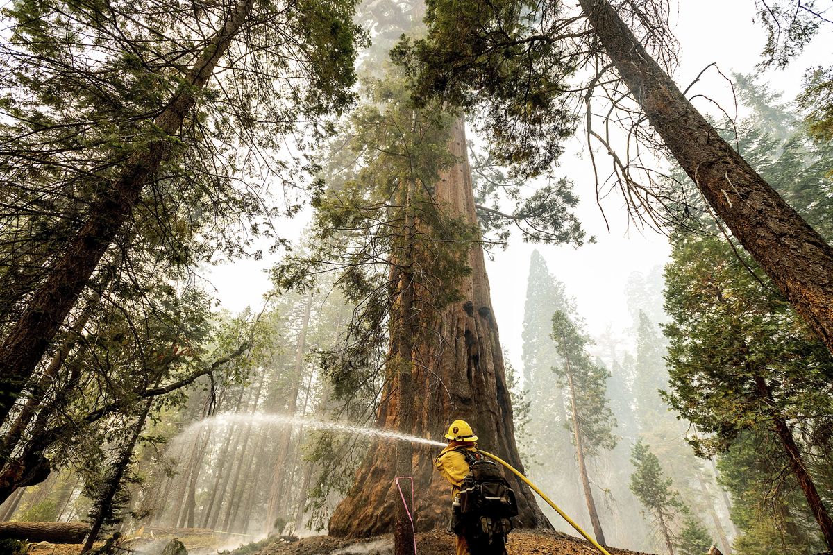 A firefighter hoses down hot spots Monday around a sequoia tree in the Trail of 100 Giants of Sequoia National Forest, Calif.  (Noah Berger)