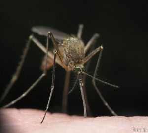 Mosquitoes are among the biggest outdoor annoyances, whether you’re camping or just enjoying a quiet evening in the backyard. (The Spokesman-Review)