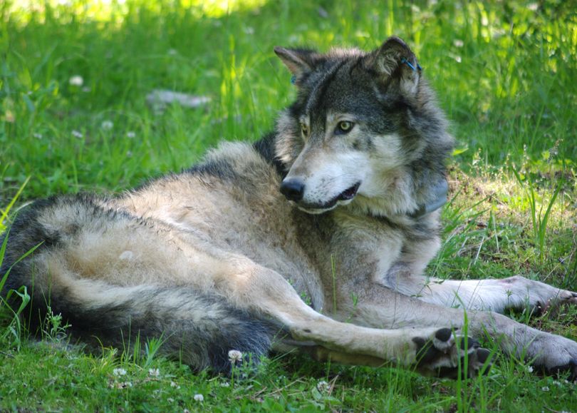 OR14 was captured and GPS-collared by ODFW in the Weston Mountain area north of the Umatilla River on June 20, 2012. OR14 is one of two known wolves using the area. OR14 weighed pounds at time of collaring and was estimated to be at least 6 years old. (<!-- No photographer provided --> / Photo courtesy Oregon Department of Fish & Wildlife)