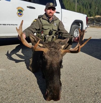 A bull moose that was illegally killed in North Idaho last fall.   (Courtesy of the Idaho Department of Fish and Game )