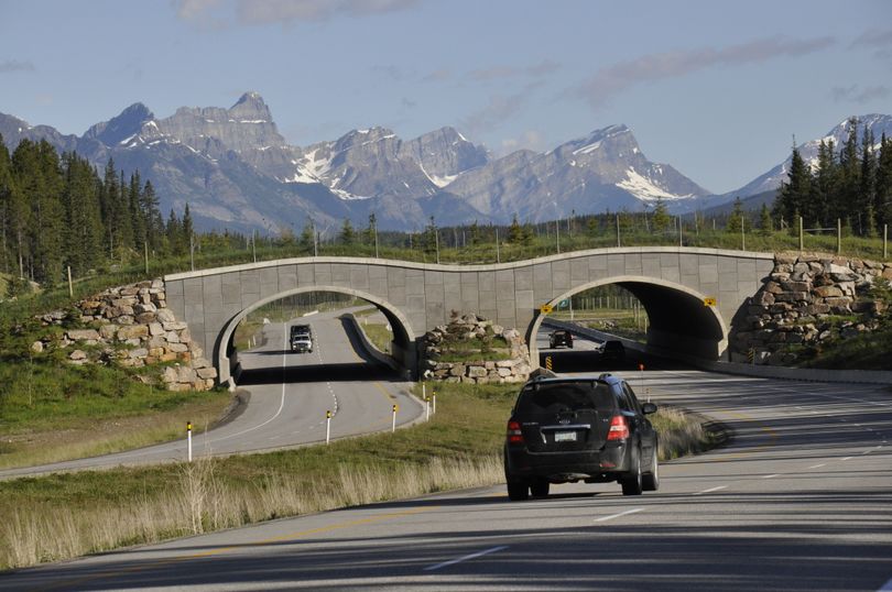 A wildlife passage overpass helps critters safely cross the heavily traveled Canada Highway 1 in Banff National Park, Alberta. (Rich Landers)
