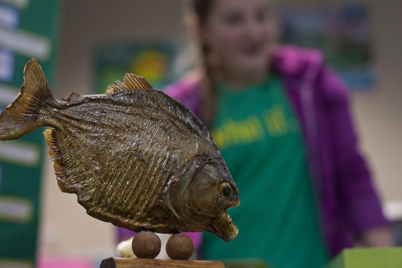 On loan to CVHS student Hannah Van Matre, the above piranha was preserved, dried as a tourism souvenir. She used it to display the Brazilian wildlife in her presentation. (Nicole Hensley)