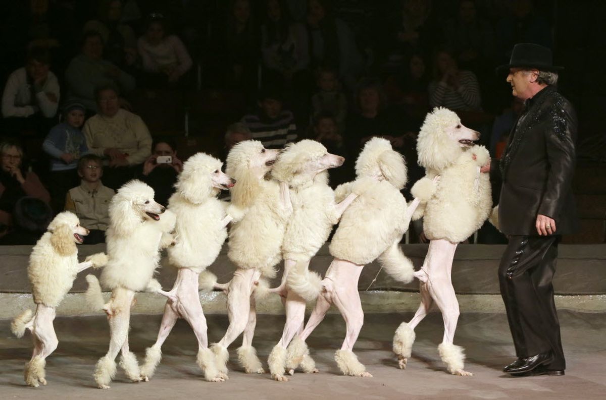 Canine Conga Line The SpokesmanReview