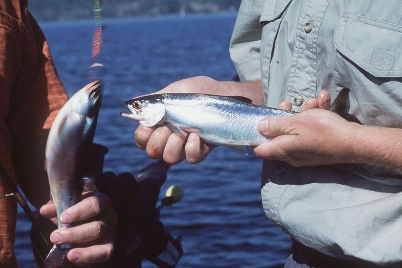 The kokanee limit has been increased to 15 fish at Lake Coeur d'Alene. (Rich Landers)