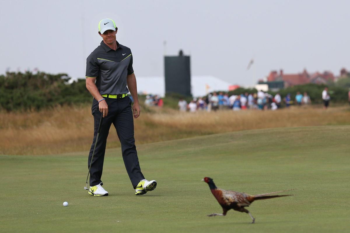 Rory McIlroy waits for a pheasant to cross the eighth green. After the bird was out of the way, McIlroy drained a birdie putt. (Associated Press)