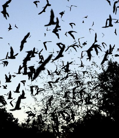 Bats seem plentiful as they take flight in Texas, but researchers say the nocturnal creatures are declining overall.