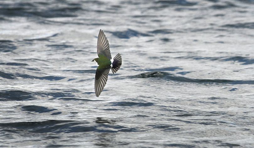 A violet-green swallow hunts bugs in the air. (Staff photo)