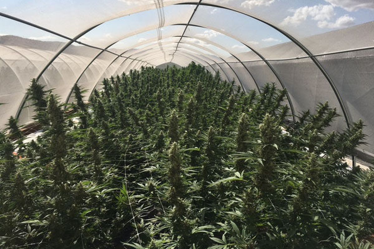 Cannasol, the producer/processor owned by Jeremy Moberg, is located in the Okanagan Valley.  (Courtesy photos)