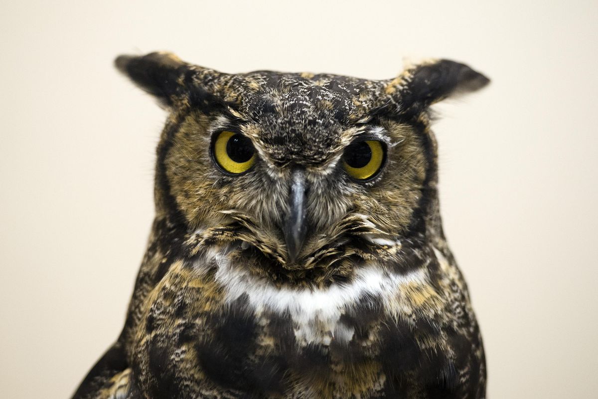 Hanovi, a great horned owl from the West Valley Outdoor Learning Center visits the Argonne Library in Millwood, July 16, 2015, for a summer learning program. The bird of prey has a damaged wing and has limited flying ability. (Dan Pelle / The Spokesman-Review)