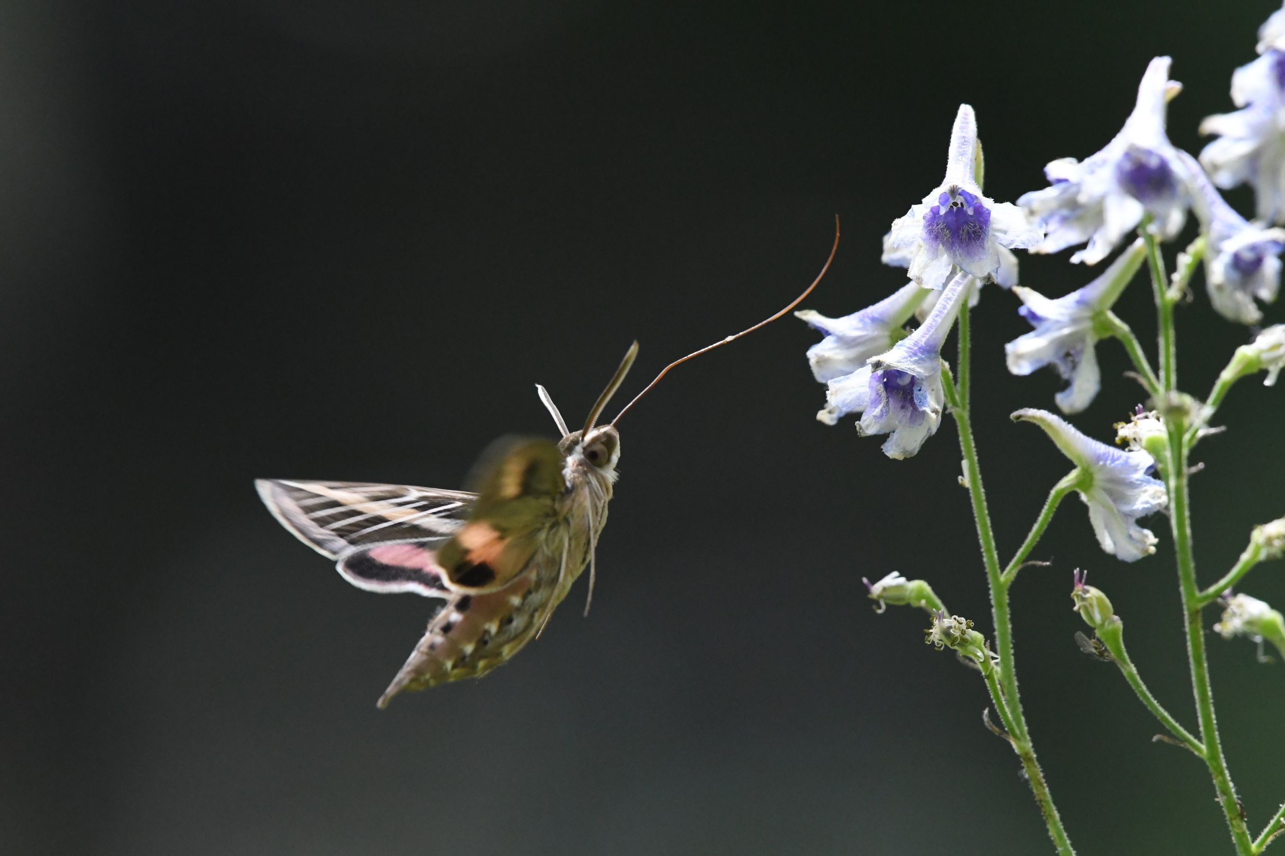 Moth trap - Ask an expert - Wildlife - The RSPB Community