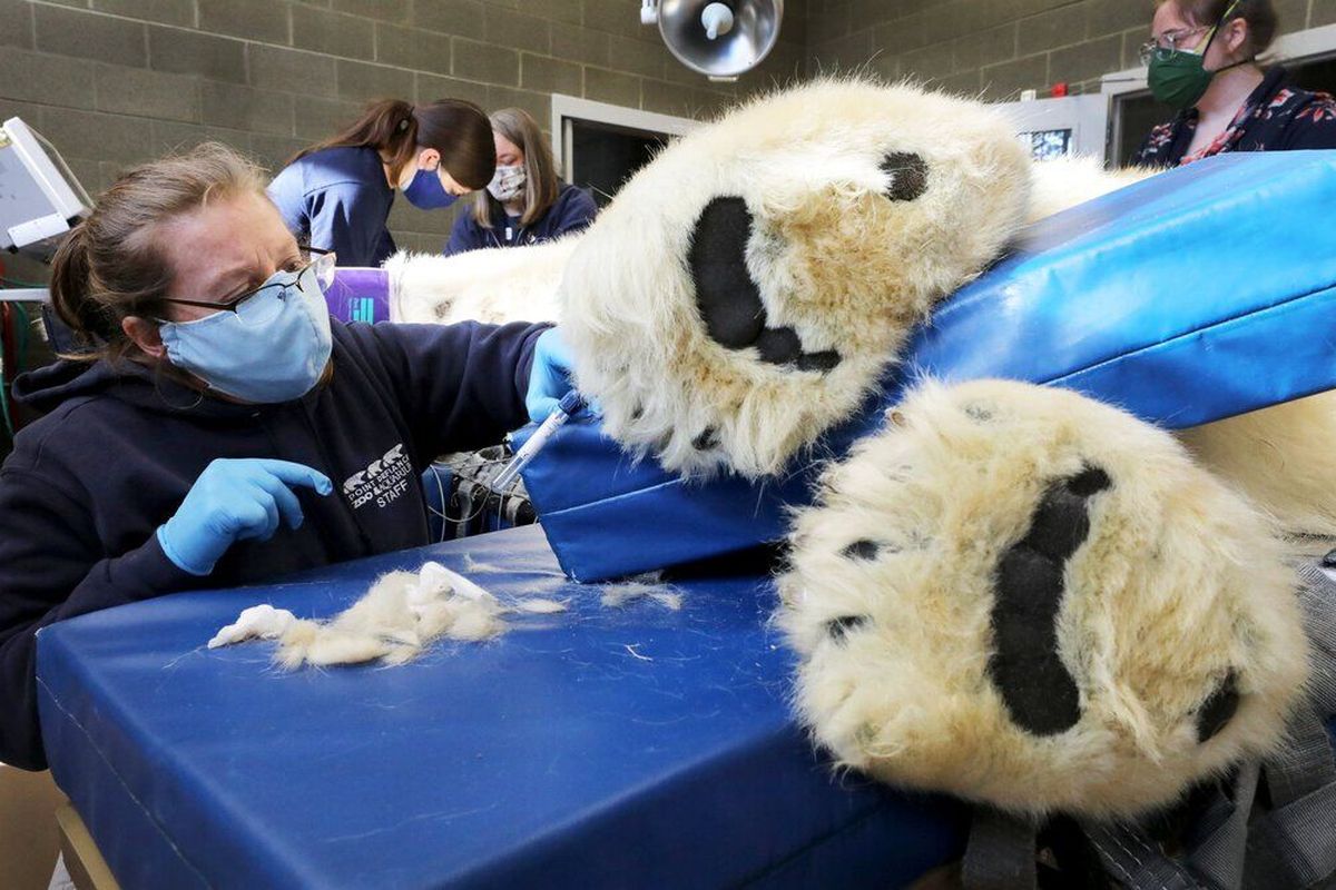 Clinical vet tech Julie Lemon takes a blood sample from Blizzard at the Point Defiance Zoo & Aquarium in Tacoma.  (Alan Berner/Seattle Times)