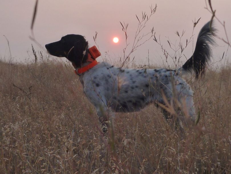 Scout, Rich Landers's English setter, points a pheasant at Fishtrap Lake with the sun glowing orange through smoke from the region's wildfires. (Rich Landers)