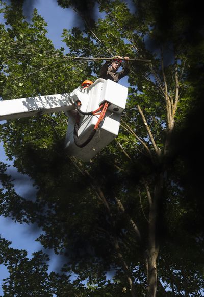 Ray McElfish of Ray McElfish Tree Specialists, removes a maple tree on East 17th Avenue, Wednesday. (Colin Mulvany)