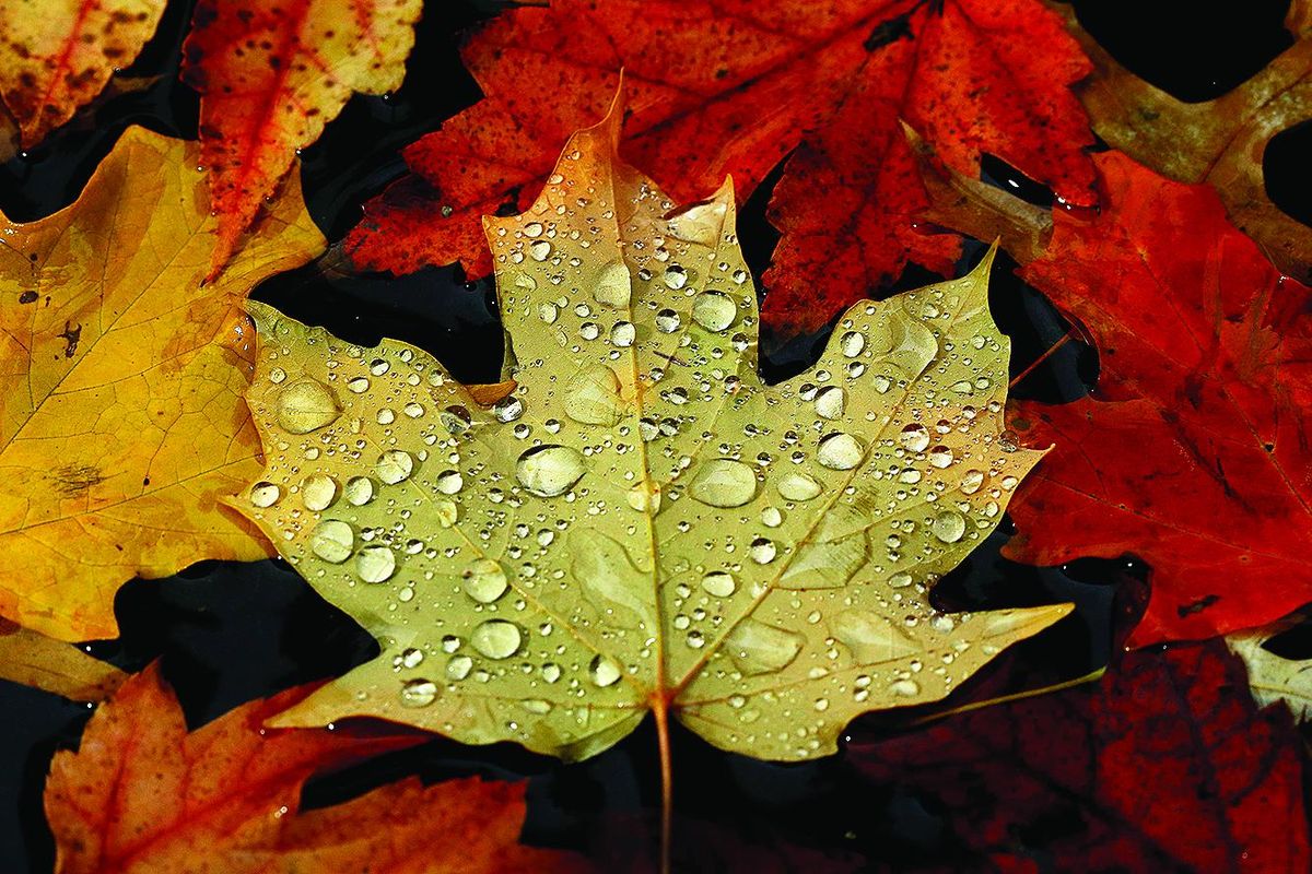 Raindrops bead up on fallen leaves  (Charlie Riedel/Associated Press)