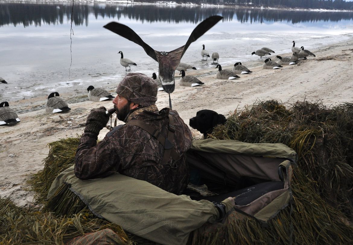 SR Hunting Outlook 2015 Record duck counts spell good waterfowl
