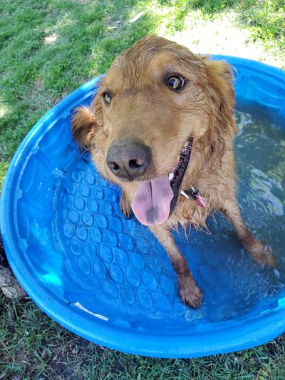 The author’s dog, Waldo, cools off in a kiddie pool in Moscow on Sunday afternoon. (Linda Weiford/For The Spokesman-Review)