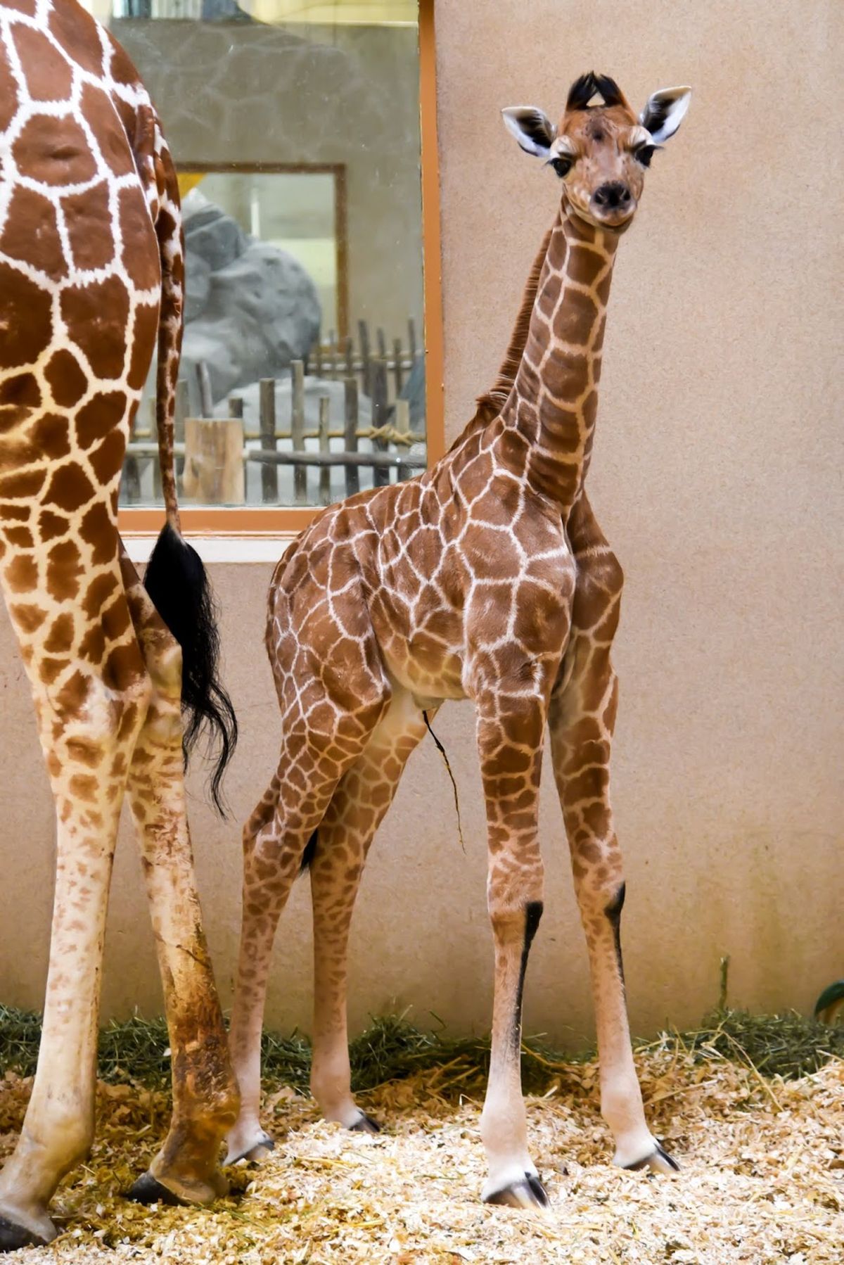 A female giraffe calf was born March 27 at the Maryland Zoo in Baltimore.