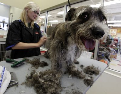 Animal groomer Ana Sondall gives her client Bodie a summer cut at a Petco in Los Angeles on June 11. A dog’s coat is like insulation, warding off cold in the winter and heat in the summer. (Associated Press)