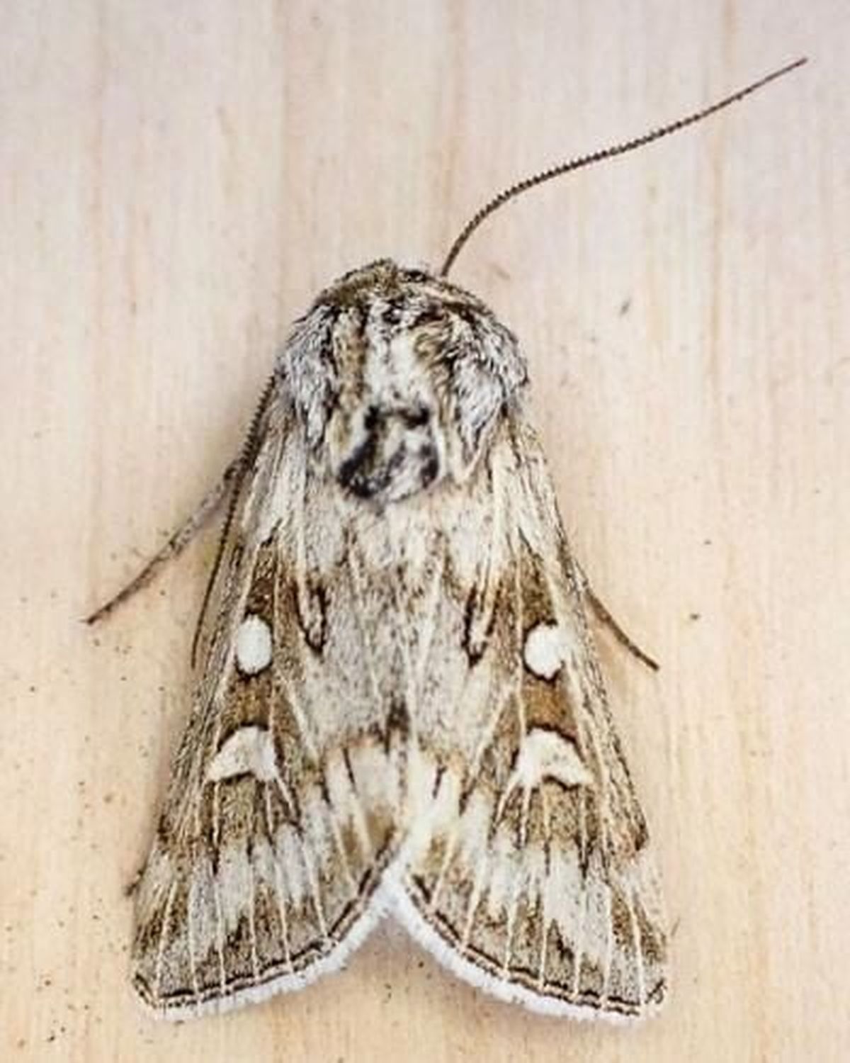 Citizen Science - Montana Moth Project - Northern Rockies Research