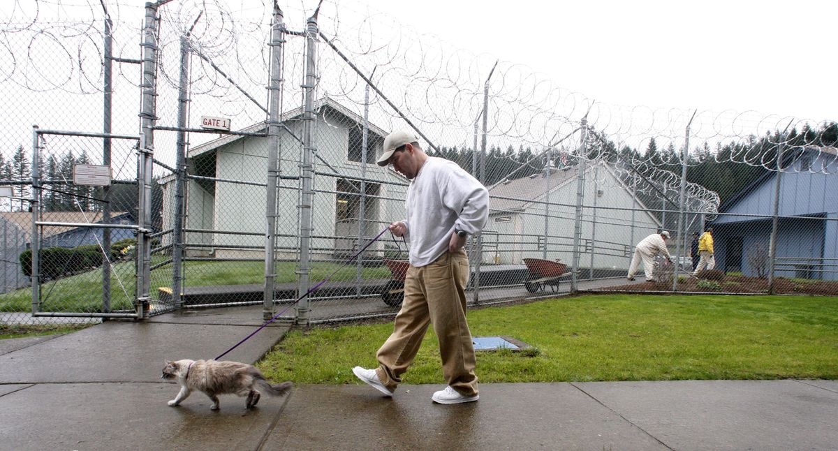 Inmate Richard Amaro walks Clementine at Larch Correctional Facility April 20 in Yacolt, Wash. The Cuddly Catz program at the Larch Correctional Facility, a minimum-security prison, is several months old, but inmates say they’ve already noticed a difference in the cats and themselves. The program began in cooperation with a local animal shelter. It has grown to include two cats and four inmates, and the prison plans to add four more cats.  (AP/Rick Bowmer)