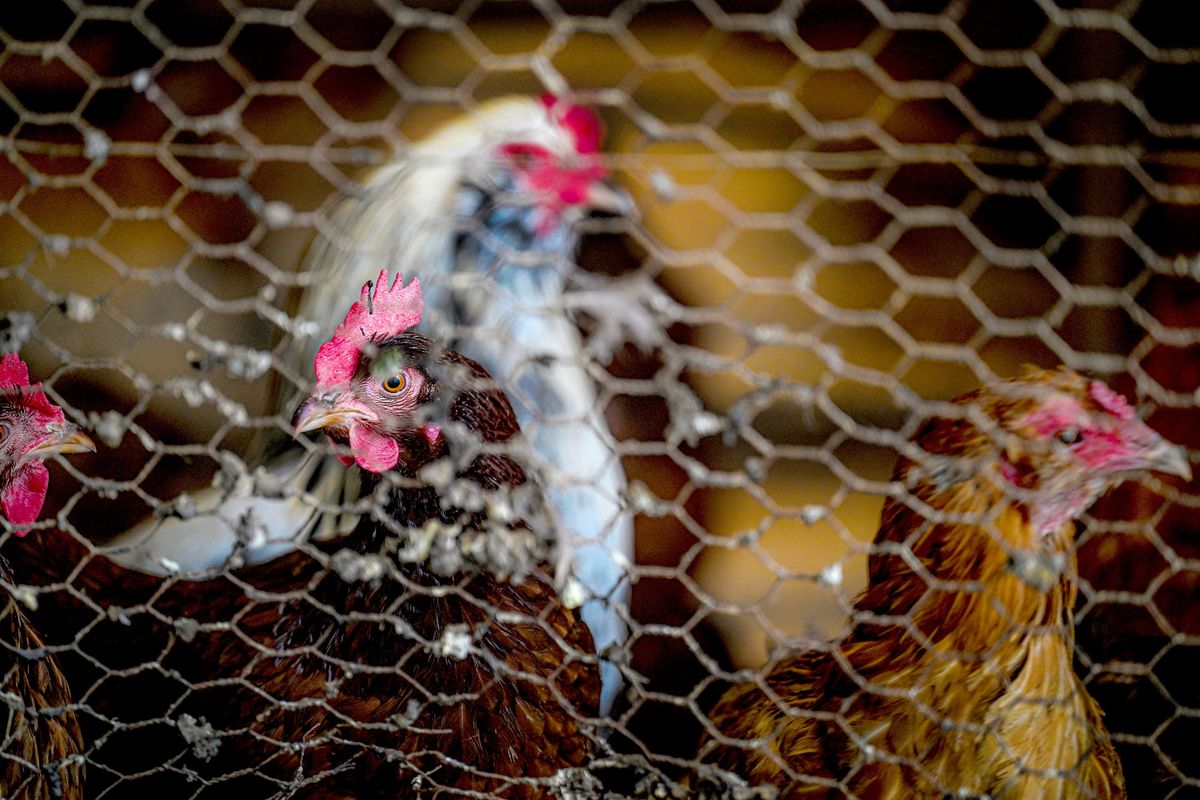 Hens and roosters roam around Haggerty’s Happy Hens on Tuesday in Spangle.  (Kathy Plonka/The Spokesman-Review)