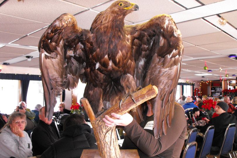 BLM Wildlife Biologist, Carrie Hugo, carries a mounted juvenile Bald Eagle through the crowd during the Veterans Eagle Watch Cruise.  The juvenile was hit by a car over fifty years ago.  The display is used in classrooms and other venues to share information about Bald Eagles. 
 (Courtesy)